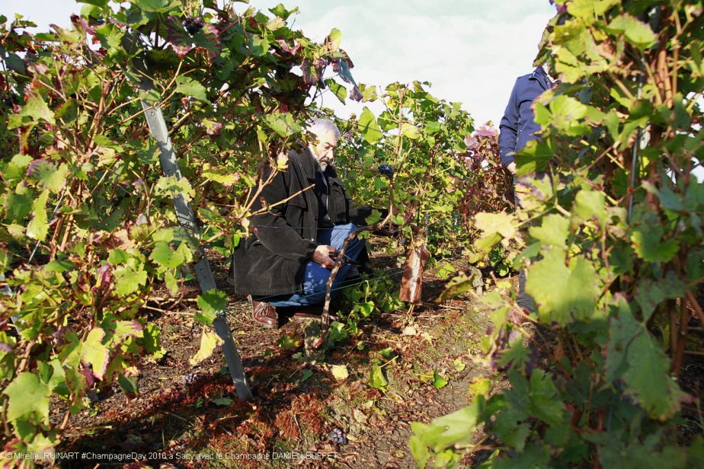 demonstration de taille de vigne sacy chez champagne damien-buffet