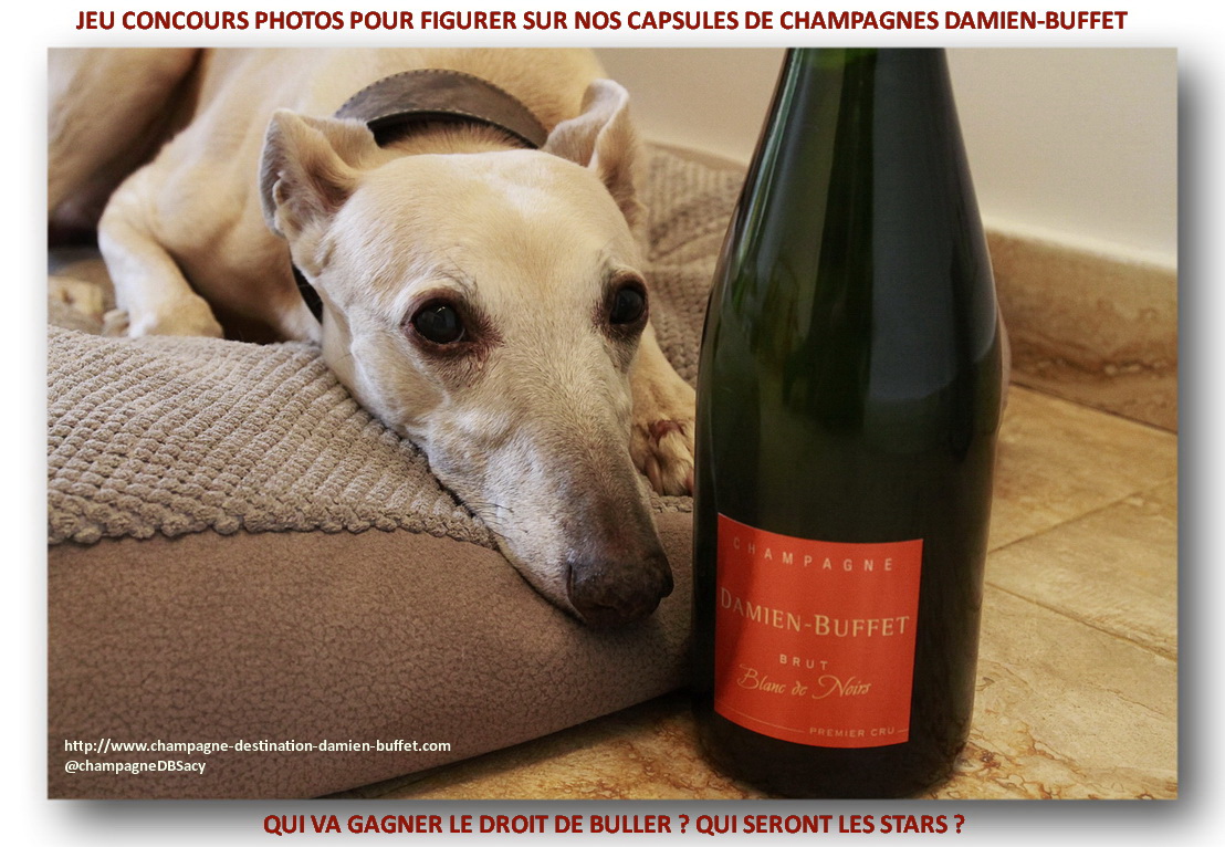 concours-photos-levrier-champagne-damien-buffet-frteaser